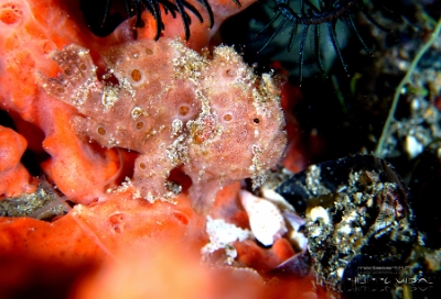 Philippines 2023 - Anilao - DSC07049 Painted frogfish Antennaire peint Antennarius pictus