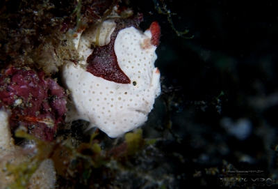 Philippines 2023 - Anilao - DSC07053 Warty frogfish  Antennaire tachete  Antennarius maculatus