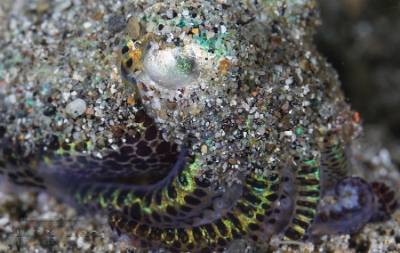 Philippines 2023 - Anilao - DSC07057 Humming-bird bobtail squid, Sepiole colibri  euprymna berryi