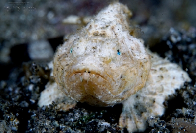 Philippines 2023 - Anilao - DSC07071 Devil scorpionfish Scorpaenopsis diabolus