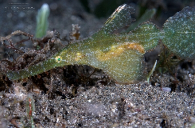 Philippines 2023 - Anilao - DSC07093 Robust ghost pipefish  Poisson-fantome dherbier  Solenostomus cyanopterus