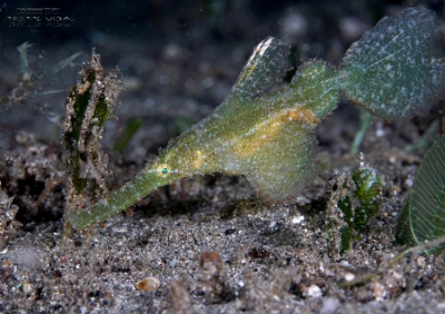 Philippines 2023 - Anilao - DSC07095 Robust ghost pipefish  Poisson-fantome dherbier  Solenostomus cyanopterus