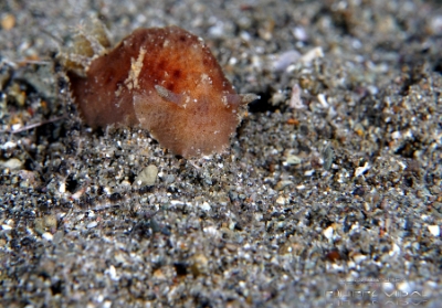 Philippines 2023 - Anilao - DSC07109 Nudibranch not identified