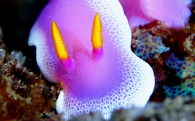 Philippines 2023 - Anilao - DSC07136 Robe hem Hypselodoris  Doris ourlee   Hypselodoris apolegma