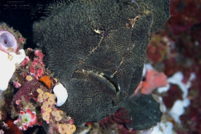 Philippines 2023 - Anilao - DSC07139 Giant frogfish  Antennaire de Commerson  Antennarius commerson