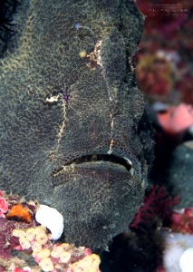 Philippines 2023 - Anilao - DSC07140 Giant frogfish  Antennaire de Commerson  Antennarius commerson