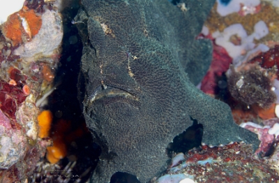 Philippines 2023 - Anilao - DSC07154 Giant frogfish  Antennaire de Commerson  Antennarius commerson