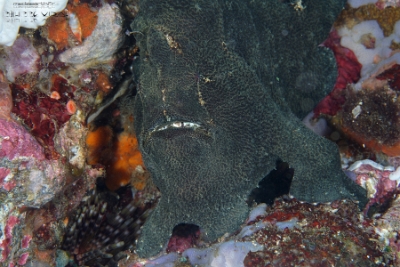 Philippines 2023 - Anilao - DSC07156 Giant frogfish  Antennaire de Commerson  Antennarius commerson