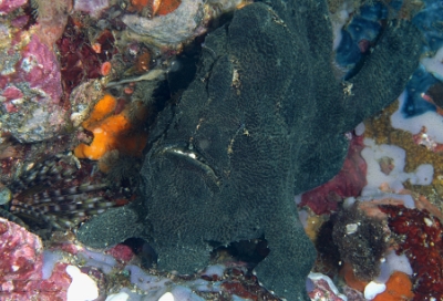 Philippines 2023 - Anilao - DSC07165 Giant frogfish  Antennaire de Commerson  Antennarius commerson