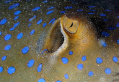 Philippines 2023 - Anilao - DSC07183 bluespotted ribbontail ray Raie pastenague a taches bleues Taeniura lymma