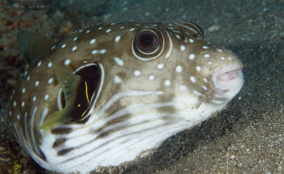 Philippines 2023 - Anilao - DSC07184 White-spotted puffer Poisson-ballon a taches blanches Arothron hispidus