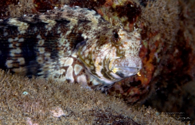 Philippines 2023 - Anilao - DSC07251 Jewelled blenny  Blennie rayee  Salarias fasciatus