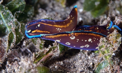 Philippines 2023 - Anilao - DSC07252 Showy headshiel slug Philinopsis speciosa