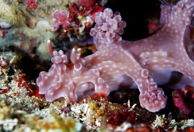 Philippines 2023 - Anilao - DSC07292 Allens ceratosoma  Nudibranche dAllen  Miamira alleni