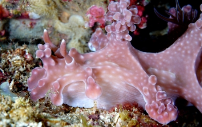 Philippines 2023 - Anilao - DSC07293 Allens ceratosoma  Nudibranche dAllen  Miamira alleni