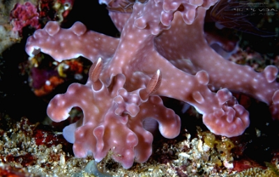 Philippines 2023 - Anilao - DSC07298 Allens ceratosoma  Nudibranche dAllen  Miamira alleni