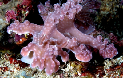 Philippines 2023 - Anilao - DSC07299 Allens ceratosoma  Nudibranche dAllen  Miamira alleni