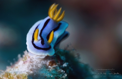 Philippines 2023 - Tubbataha - DSC07371 Doris sp 30  Chromodoris sp 30