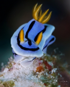 Philippines 2023 - Tubbataha - DSC07374 Doris sp 30  Chromodoris sp 30