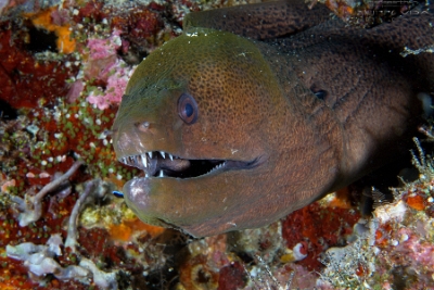 Philippines 2023 - Tubbataha - DSC07378 Giantmoray Murene de java Gymnothorax javanicus