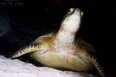 Philippines 2023 - Tubbataha - DSC07394 Green turtle Tortue verte Chelonia mydas