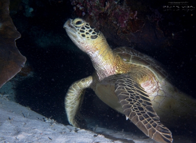 Philippines 2023 - Tubbataha - DSC07398 Green turtle Tortue verte Chelonia mydas