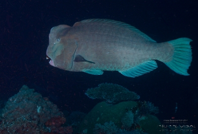 Philippines 2023 - Tubbataha - DSC07519 Bumphead parrotfish Poisson perroquet a bosse Bolbometopon muricatum