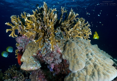 Philippines 2023 - Tubbataha - DSC07600 Ambiance Corail