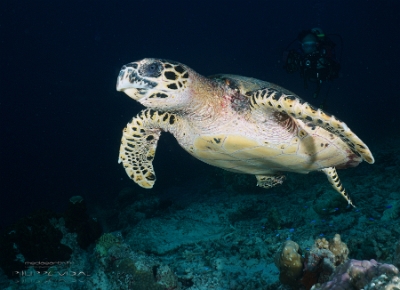 Philippines 2023 - Tubbataha - DSC07610 Hawksbill turtle Tortue imbriquee Eretmochelys imbricata