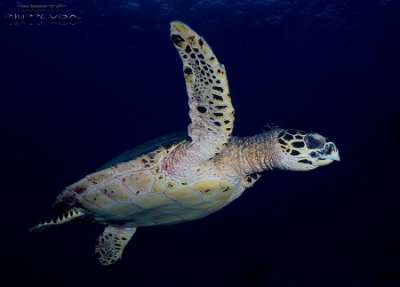 Philippines 2023 - Tubbataha - DSC07617 Hawksbill turtle Tortue imbriquee Eretmochelys imbricata