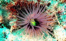 Sipadan_2015_Anemone_IMG_3067_rc